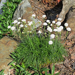Spanish grass, White-flowering